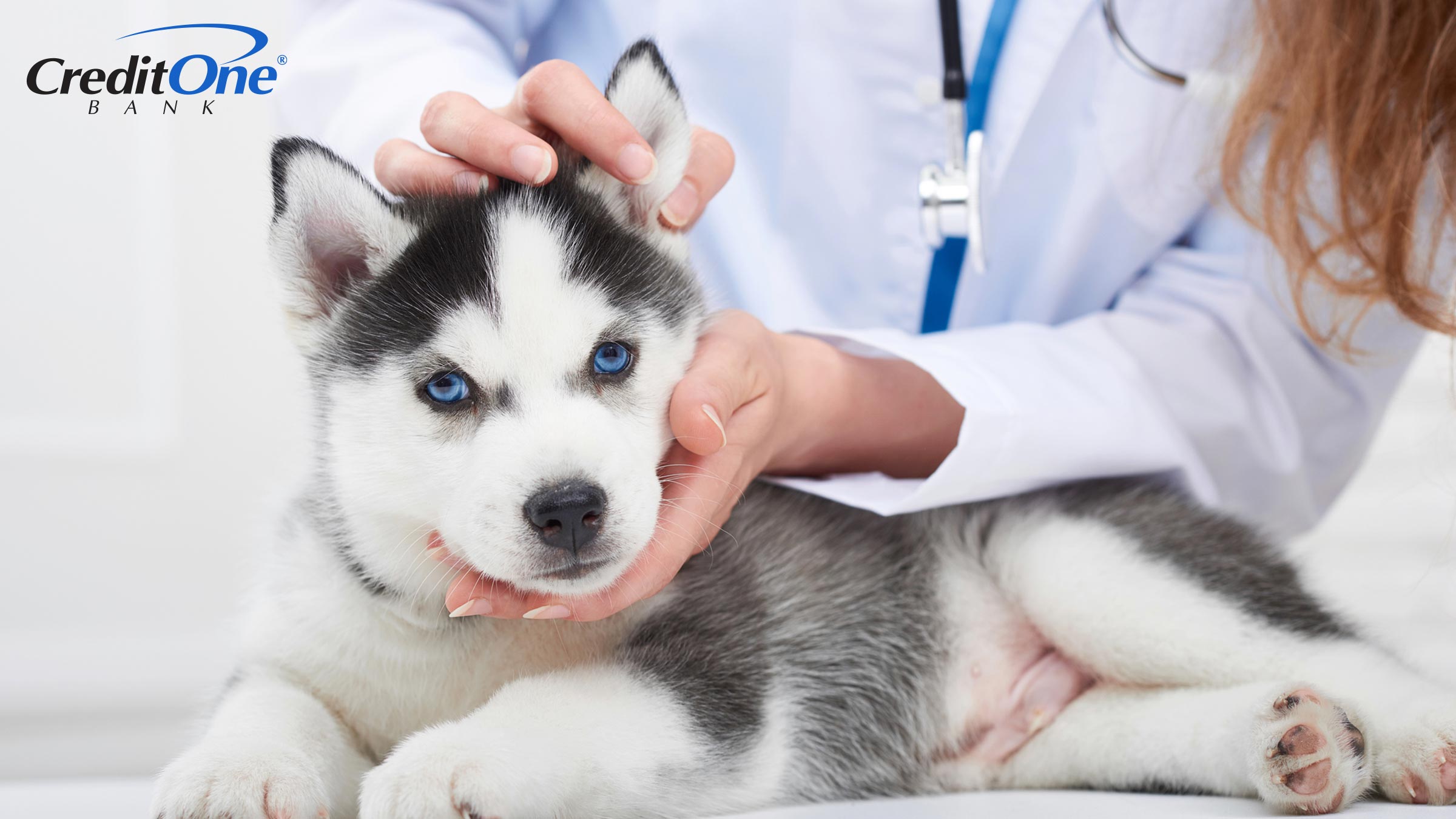 A cute husky puppy with pet insurance gets a checkup from the veterinarian.