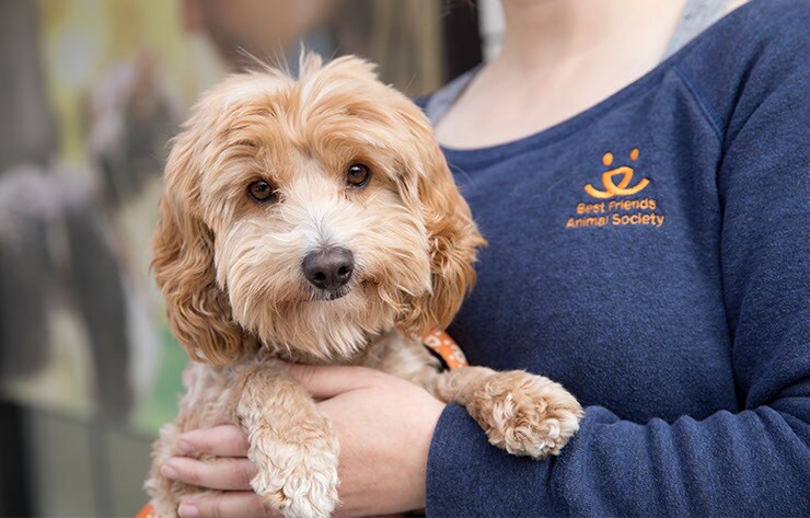 A Woman Holding a Dog