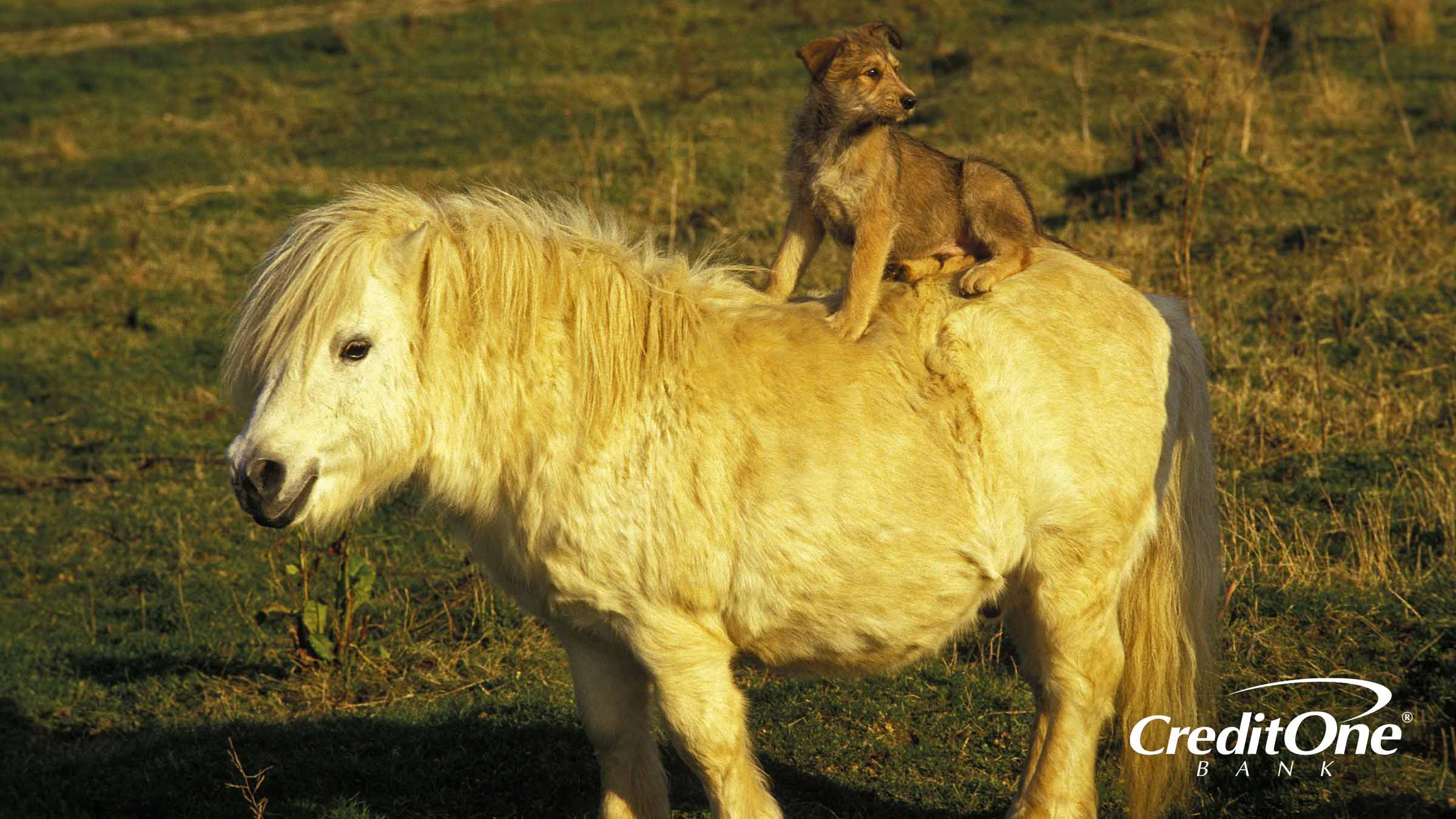 A Dog Sitting on a Pony's Back