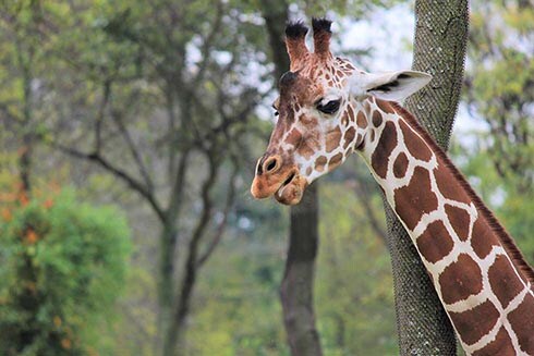 A giraffe at The Nashville Zoo