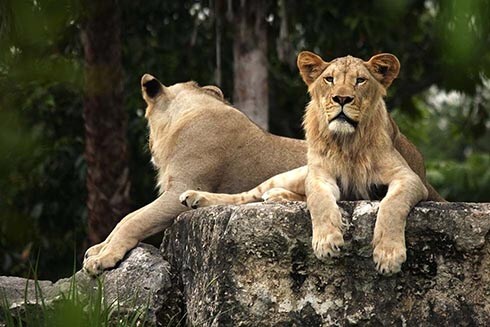 Lionesses at the Miami-Dade Zoological Park and Gardens, or Zoo Miami